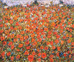 Poppies