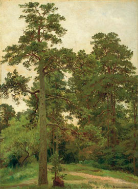 Pine trees, Merekiul`