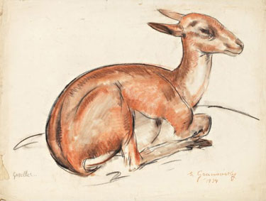 Gazelle 
