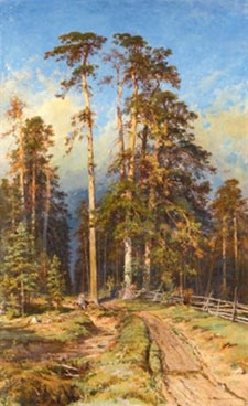 Pine forest