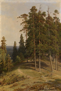 The pine forest