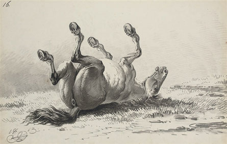 Stallion rolling; on back