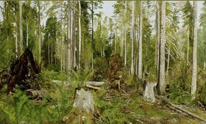 Pine forest; a study attributed to Shishkin