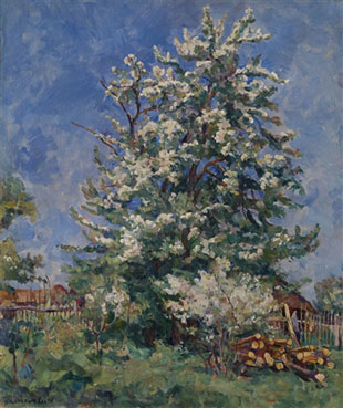 Pear tree in blossom