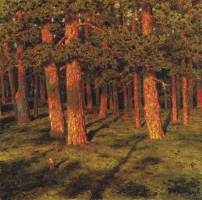 Pine forest