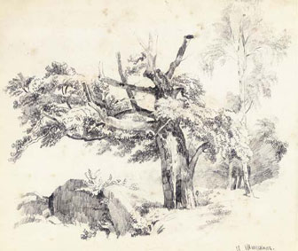 Woodland study