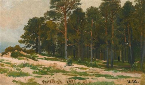 Pine forest