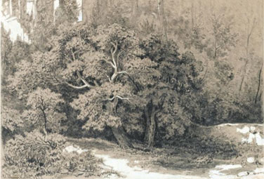 Forest clearing