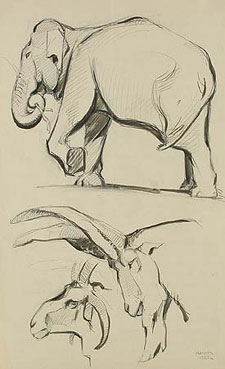 Elefant und Ziegenkopfstudien
