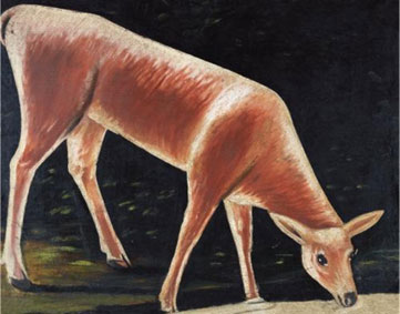 Roe deer drinking from a stream