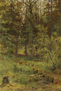 Forest landscape