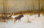 Moose in a snowy clearing