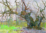 Shevchenko`s lime-tree