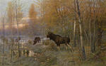 Elk in the forest